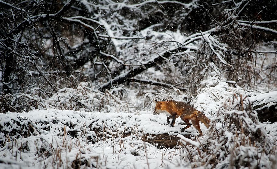 Fox on Snow Covered Field in Forest, animal, cold, environment HD wallpaper