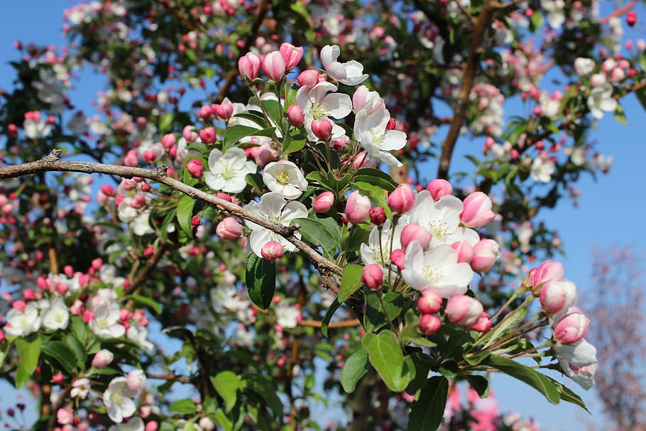 blossom, bloom, spring, bud, plant, flower, flowering plant HD wallpaper