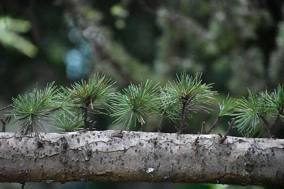 tree, branch, needles, spruce, conifer, nature, plant, growth HD wallpaper