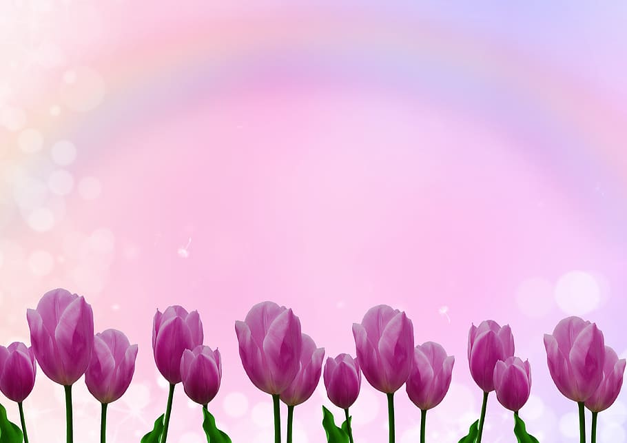 background image, tulips, flowers, rainbow, pink, nature, greeting card, HD wallpaper