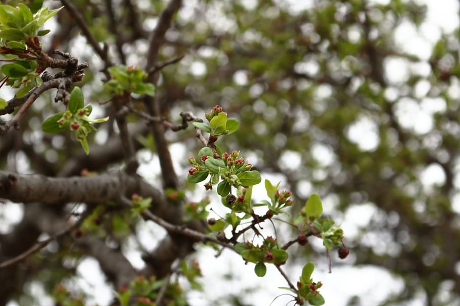 spring, tree, berry, leaves, bokeh, plant, growth, flower, flowering plant HD wallpaper