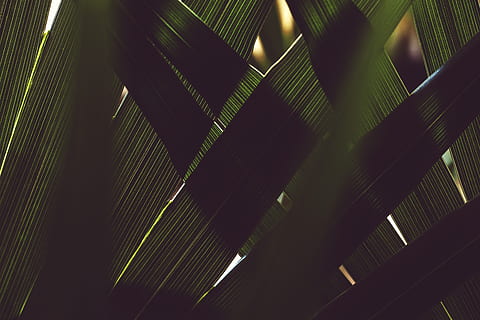green leaf, lighting, texture, pattern, mexico, playa del carmen HD wallpaper