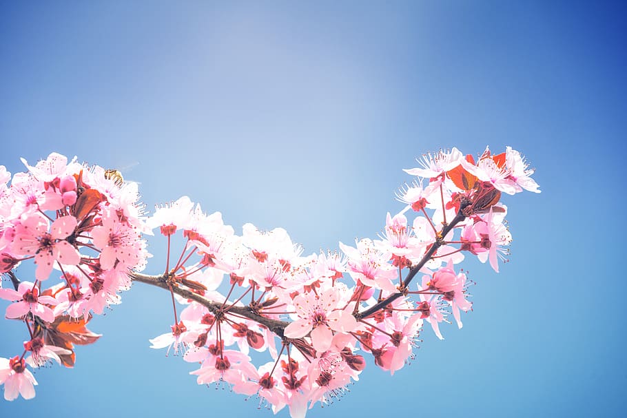 spring, cherry blossoms, plenty of natural light, flowers, hell, HD wallpaper