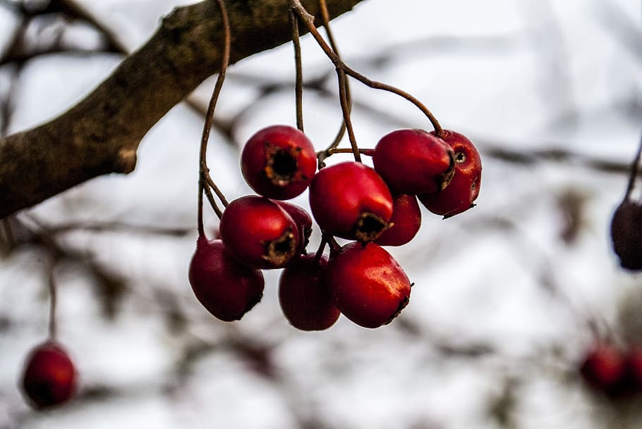 red fruit, autumn, tree, food and drink, healthy eating, focus on foreground HD wallpaper
