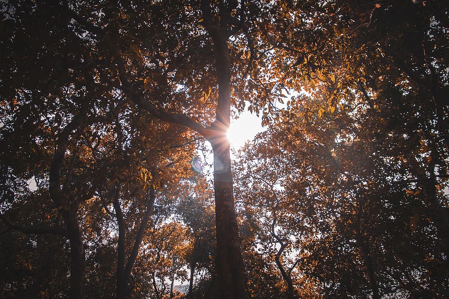 Sunlight Penetrating Trees with Brown Leaves, daylight, environment HD wallpaper