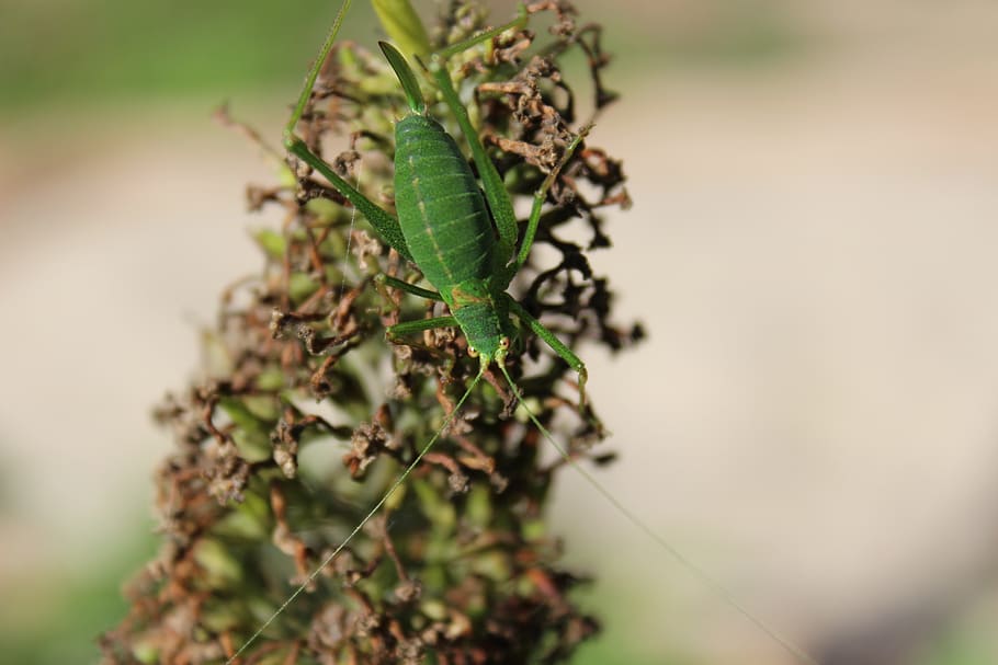insect, aphid, nature, aphids, macro, ladybug, beetle, small HD wallpaper