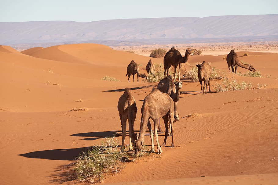 camel on desert, land, animal themes, mammal, group of animals HD wallpaper