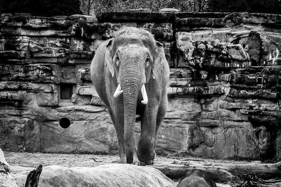 grayscale photography of elephant, animal, wildlife, mammal, zoo, HD wallpaper