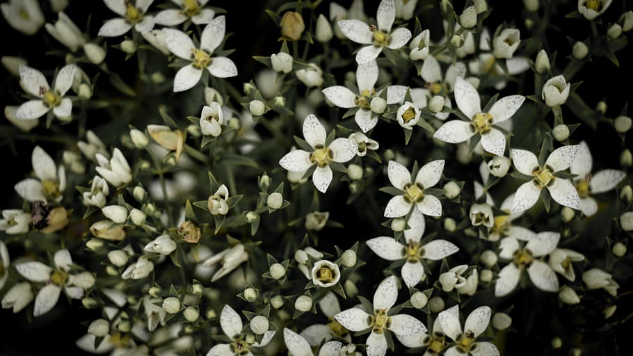 india, thookkupalam, flower, flowering plant, vulnerability HD wallpaper