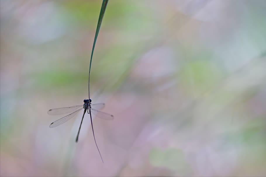 dragonfly, macro, nature, insect, close up, animals, beautiful HD wallpaper