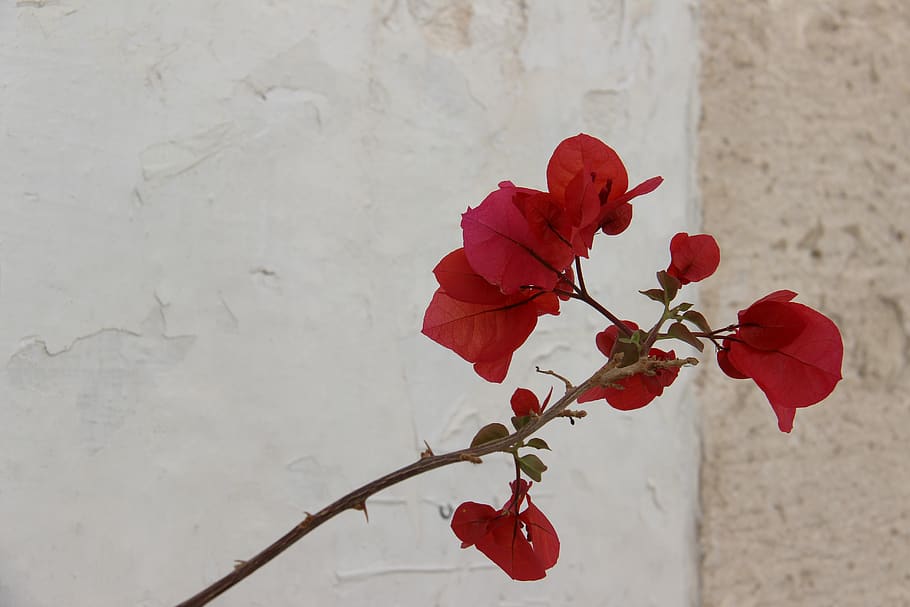flower, red, beauty in nature, plant, fragility, vulnerability HD wallpaper