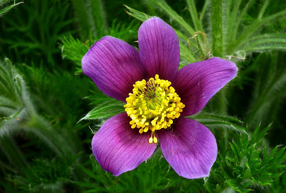 sasanka, flower, violet, spring, garden, macro, hairy, closeup HD wallpaper