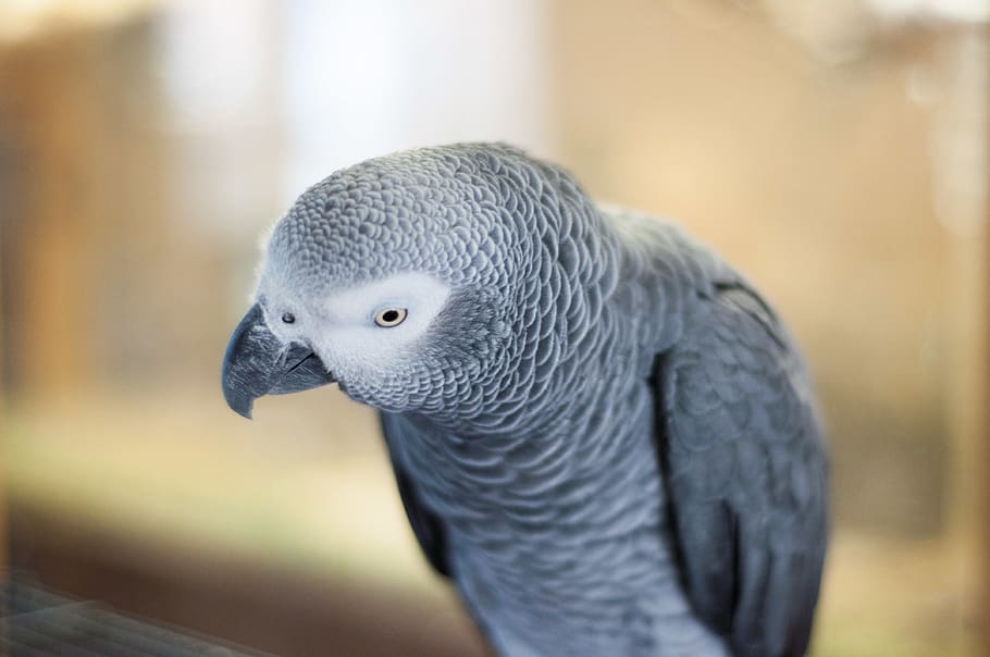 grey parrot, animal, bird, african grey parrot, covington, united states HD wallpaper