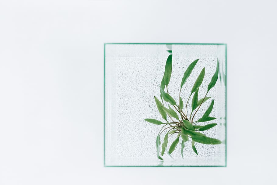 green leaf plant, greenery, square, grit, aquarium, aquaristic HD wallpaper