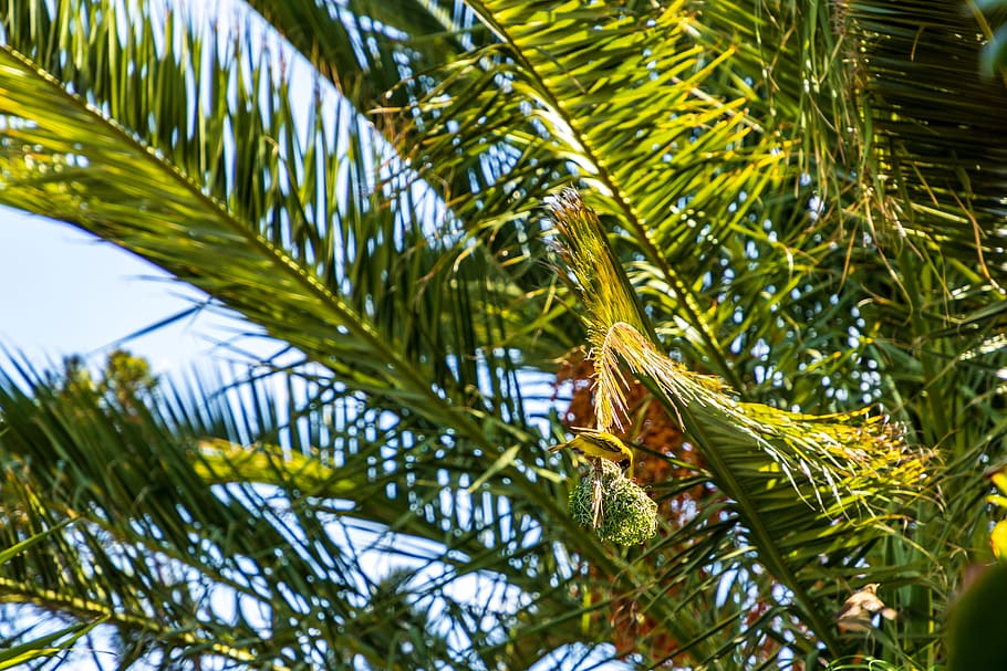 tree, plant, arecaceae, palm tree, conifer, vegetation, fir, HD wallpaper