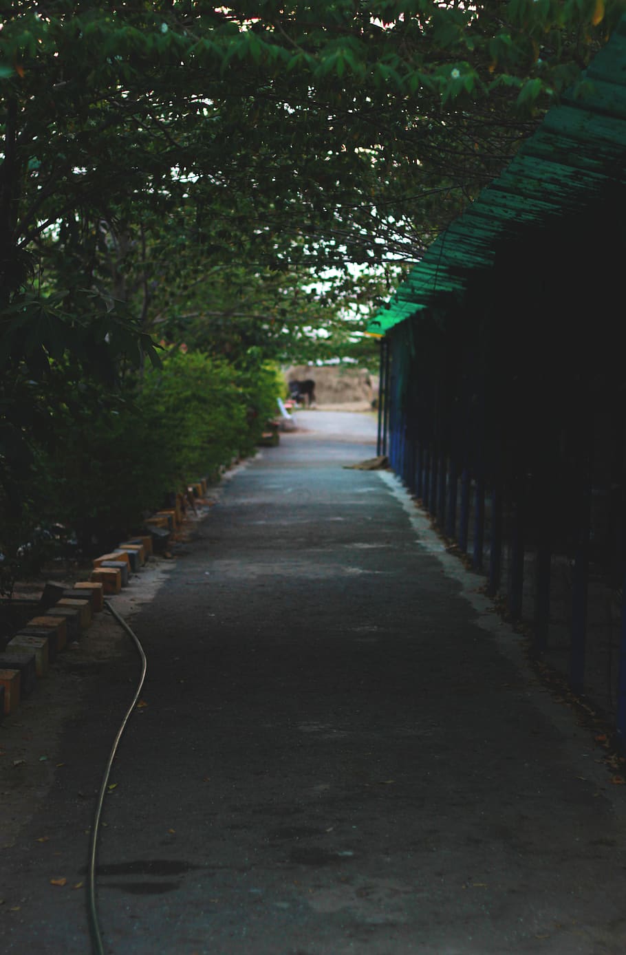 road, path, forest, collection, direction, the way forward HD wallpaper