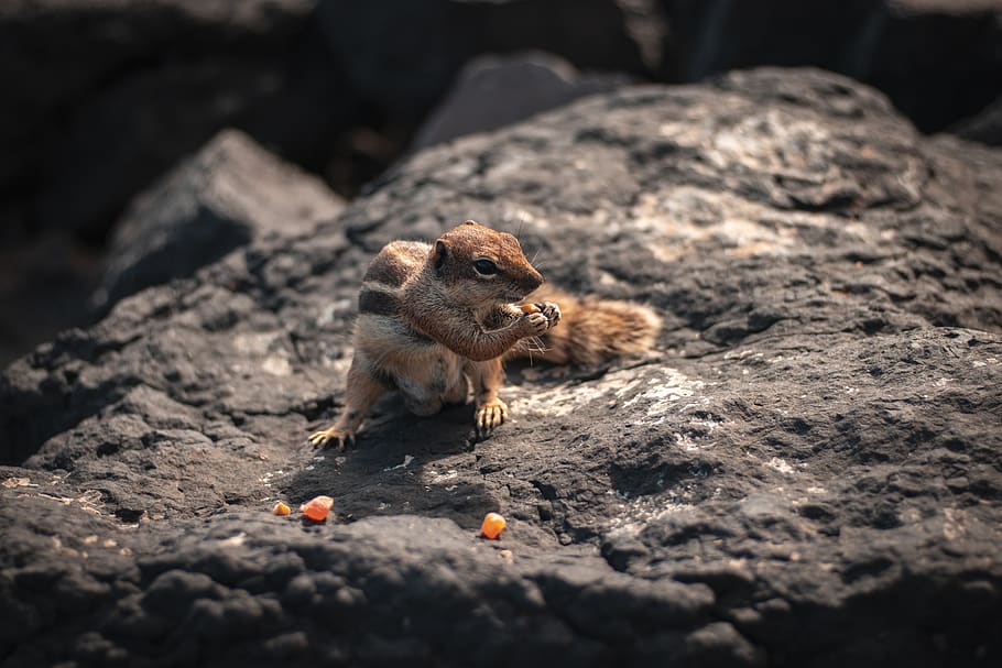 squirrel, rock, food, spain, fuerteventura, outdoors, mammal HD wallpaper