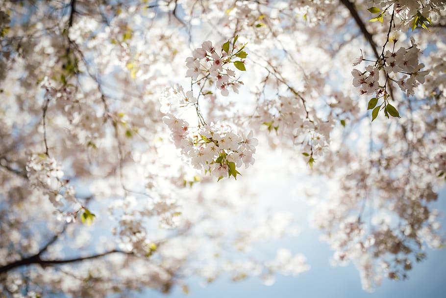white cherry blossom tree, flower, flowering plant, fragility HD wallpaper