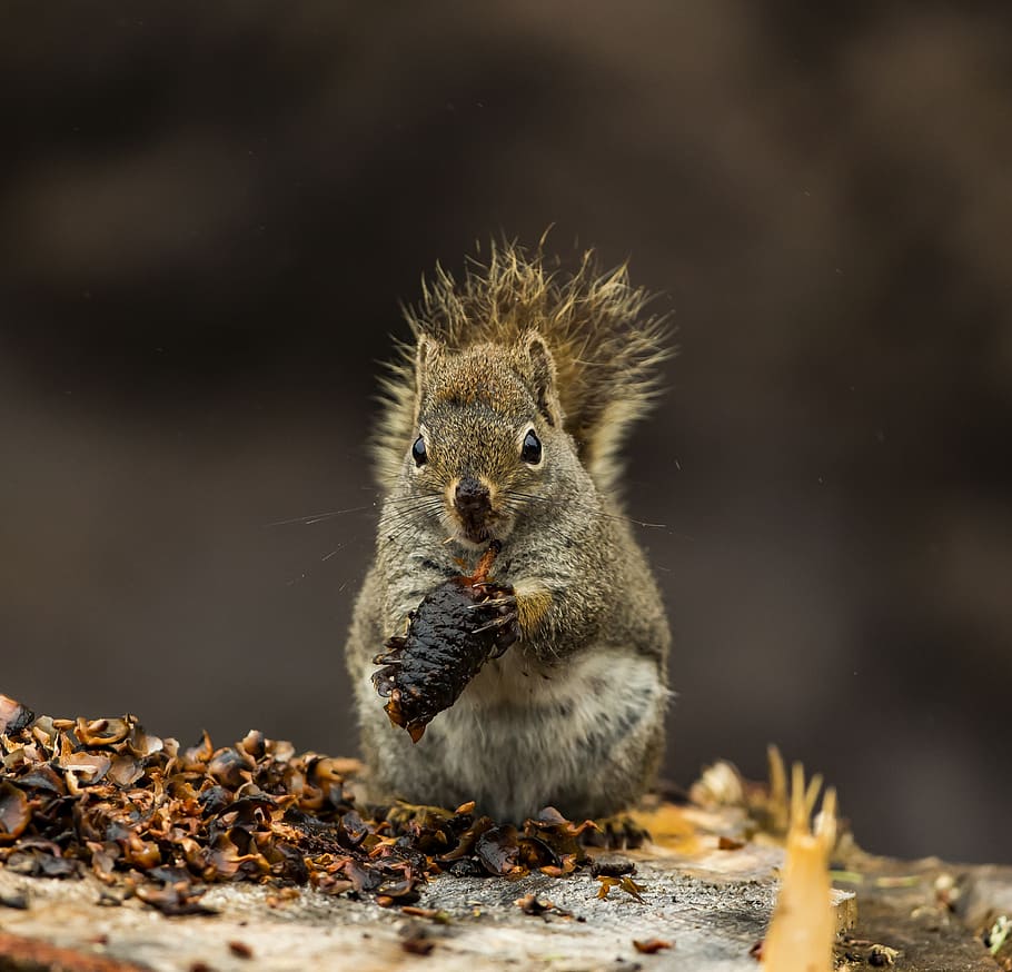 brown squirrel on brown surface, animal wildlife, animal themes HD wallpaper
