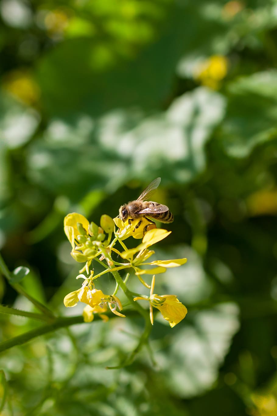 greece, alimos, pani hill, flower, plant, pollen, springtime, HD wallpaper