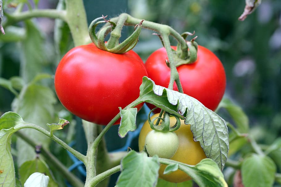tomato, fruit, costs, red, vitamins, food, vegetarian, nature HD wallpaper