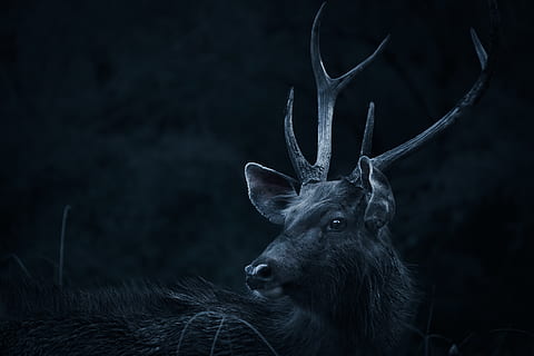 Deer Looking Backwards, animal, animal photography, antlers, black-and-white HD wallpaper