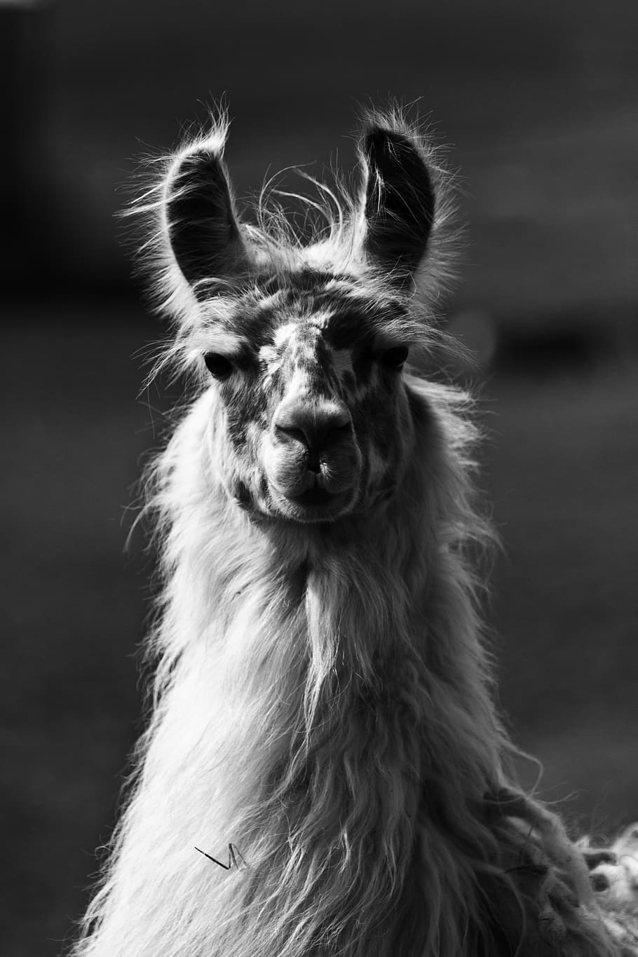 white goat, animal, animal themes, one animal, mammal, domestic animals HD wallpaper