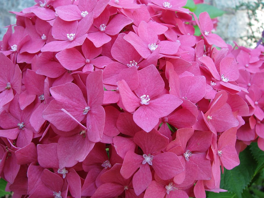 hydrangea, flower, blossom, bloom, flora, hydrangea flower HD wallpaper