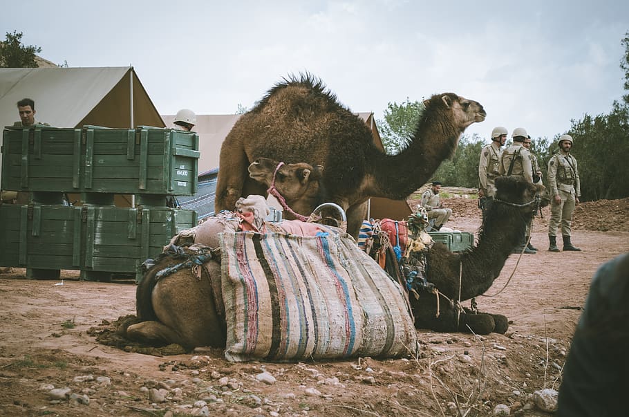 Photo of Camels Resting on Ground, animals, army, cloudy, daylight HD wallpaper