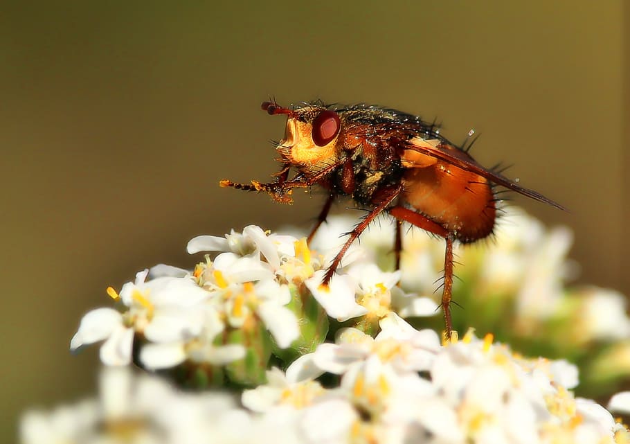 fly, macro, insect, close up, flight insect, compound eyes HD wallpaper