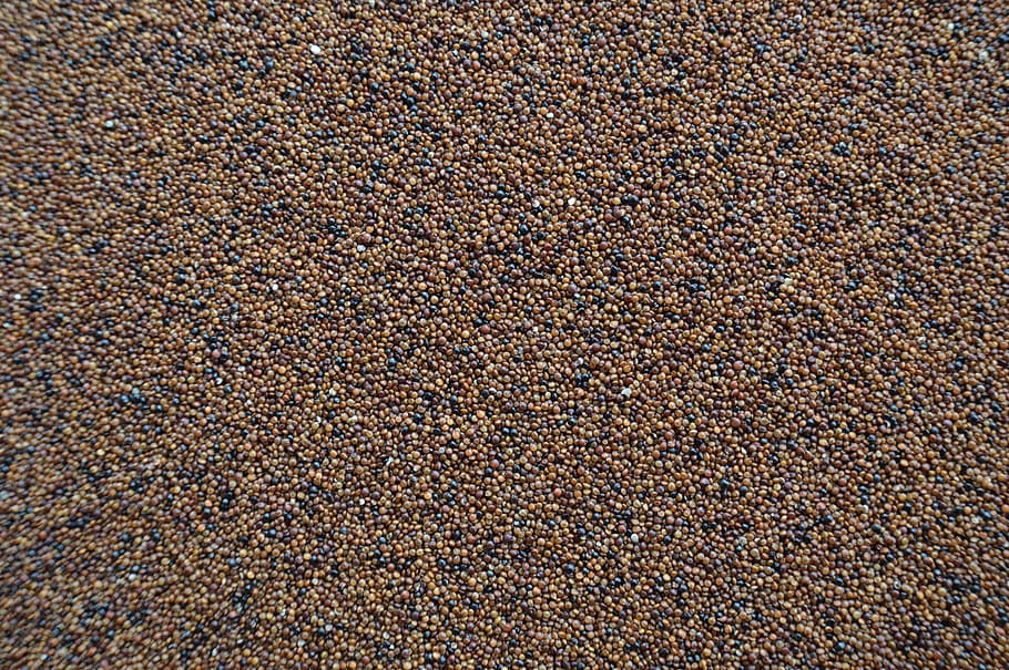 cañihua, kaniwa, kañiwa, qañiwa, texture, grain, background HD wallpaper