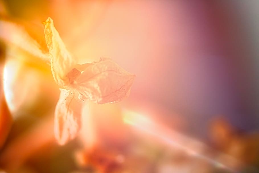 light, flare, fire, flame, aging with respect, dignified of age HD wallpaper