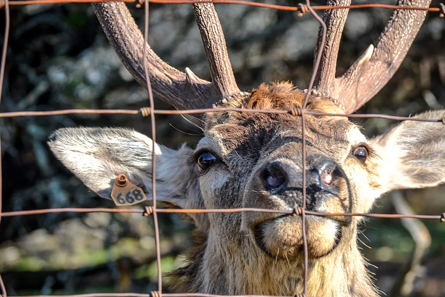 tag, cage, captivity, deer, animal, sanctuary, animal themes HD wallpaper