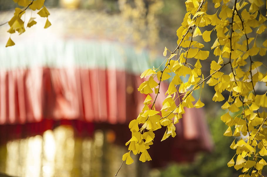 yellow-leafed tree, plant, blossom, flower, petal, sunlight, ginkgo HD wallpaper