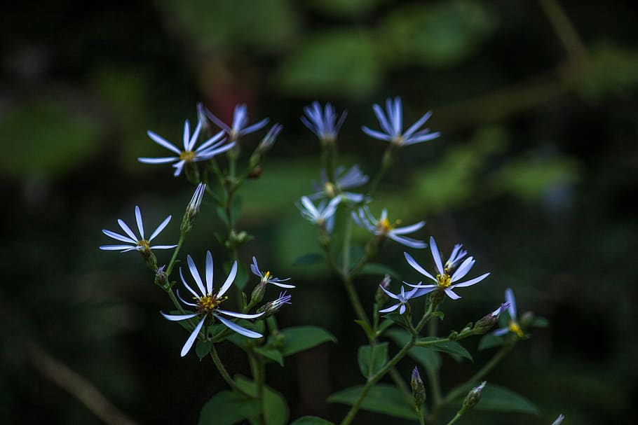 flower, nature, green, plant, flowering plant, beauty in nature HD wallpaper