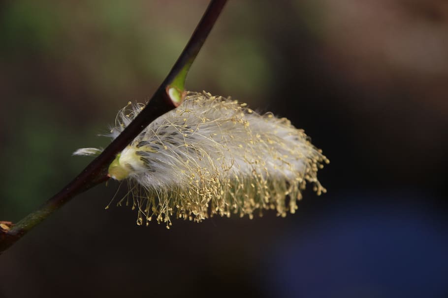 spring, bee, pollination, palm kitten, nature, pollen, close up HD wallpaper
