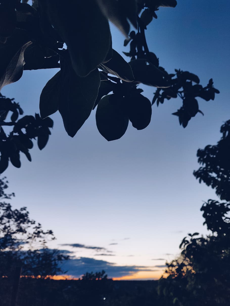 Trees over Blue Skies, backlit, clouds, color, dark, dawn, evening HD wallpaper
