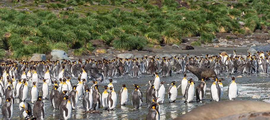 flock of white-and-black penguins on seashore, king penguin, bird