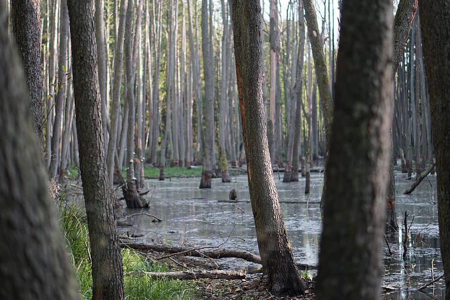 trees on swamp during day, plant, land, outdoors, nature, tree trunk HD wallpaper