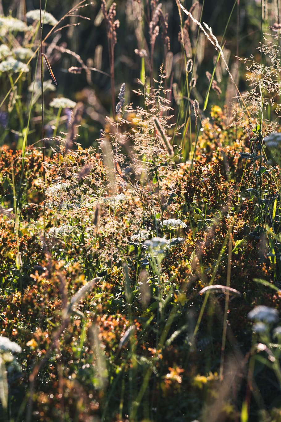 poland, bielsko-biala, plant, selective focus, nature, growth HD wallpaper