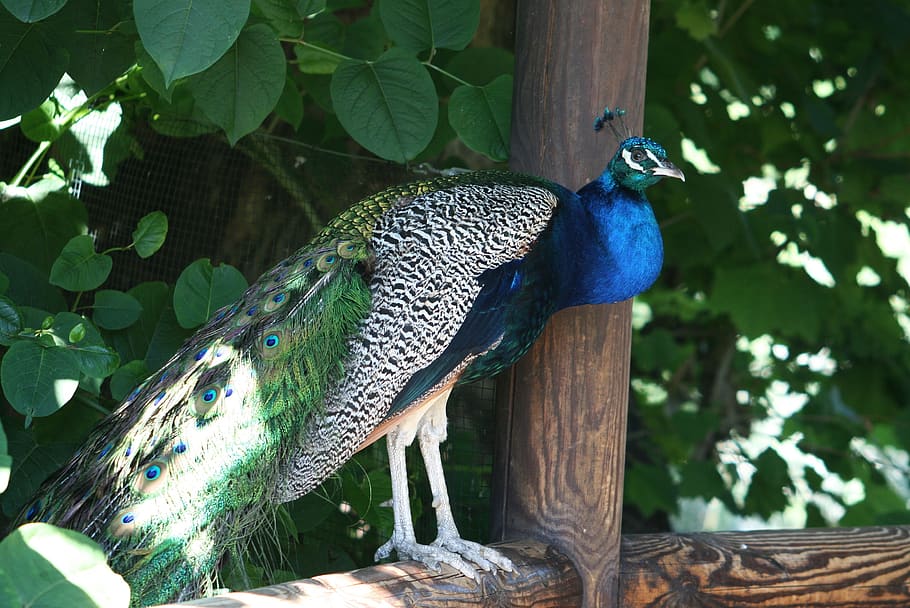 peacock, winged, relax, animal, nature, wild world, nice, bird HD wallpaper