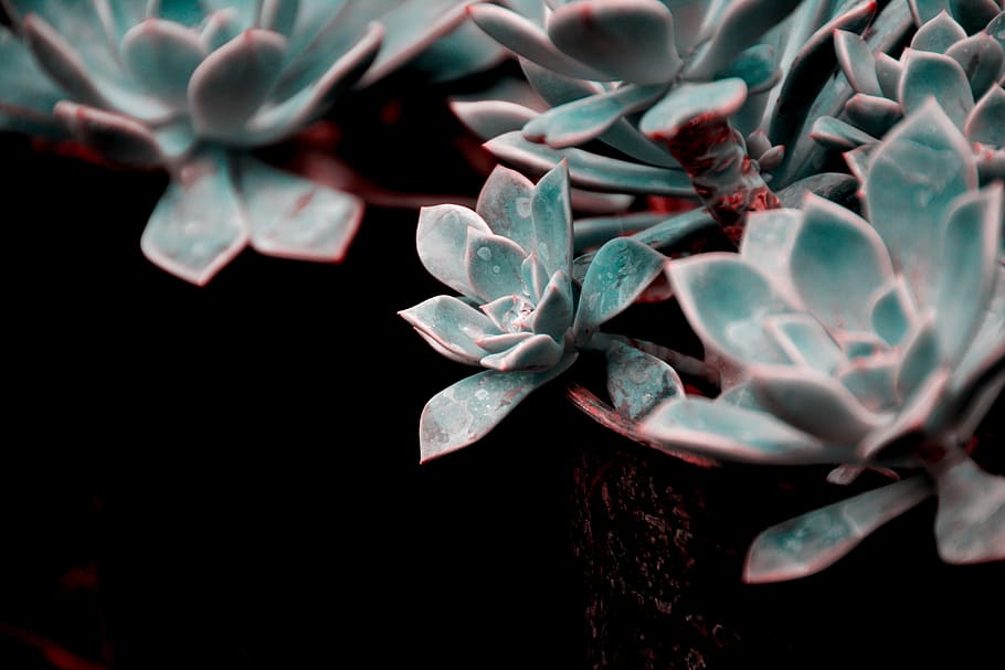 flower, love, joy, purity, nature, romantic, blossom, floral HD wallpaper