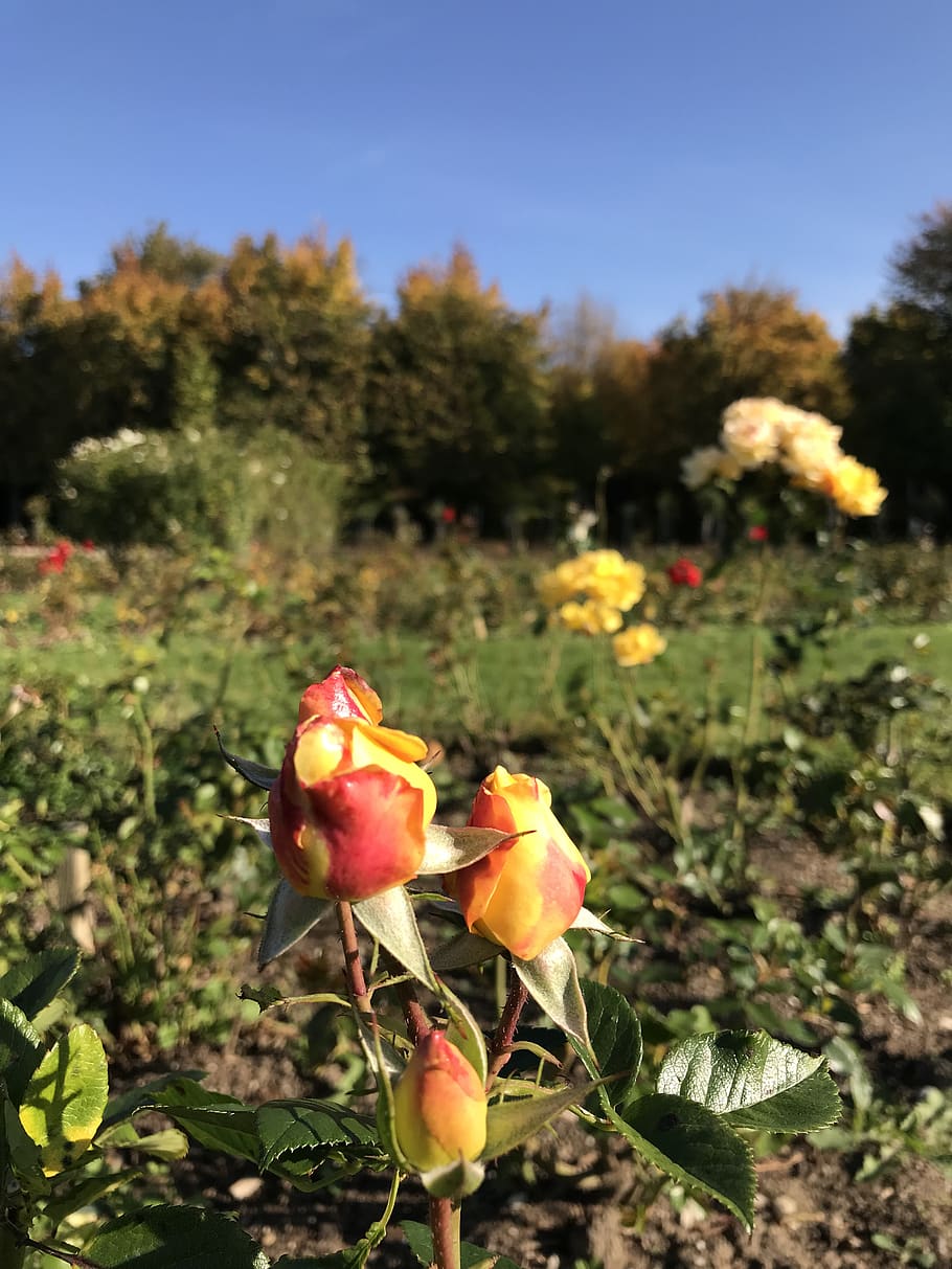 austria, wien, schönbrunn, fall, roses, garden, plant, growth HD wallpaper