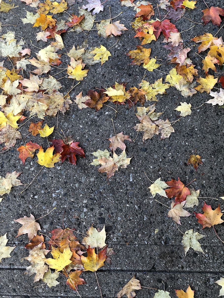 canada, toronto, forest hill, autumn, leaf, plant part, change HD wallpaper