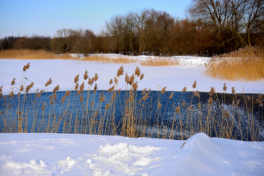 water, snow, grass, nature, cold temperature, winter, vertebrate, HD wallpaper