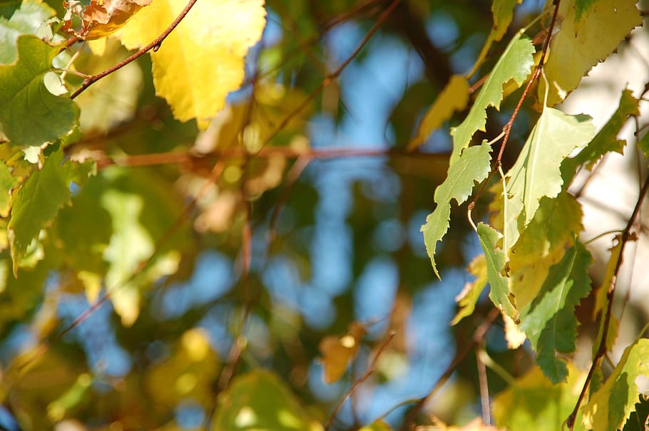 fall, tree, nature, autumn, leaves, sky, plant, leaf, plant part HD wallpaper