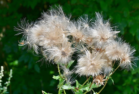 thistle, pappus, flower coronary, acker thistle, flora, cirsium arvense HD wallpaper