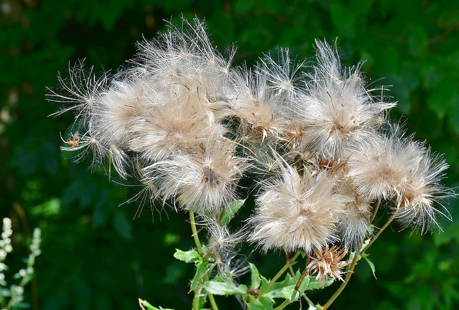 thistle, pappus, flower coronary, acker thistle, flora, cirsium arvense HD wallpaper
