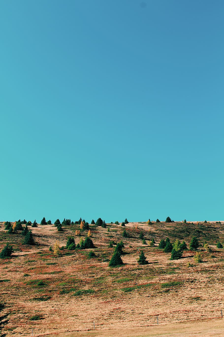 österreich, autumn, sky, tree, landscape, nature, clear sky HD wallpaper