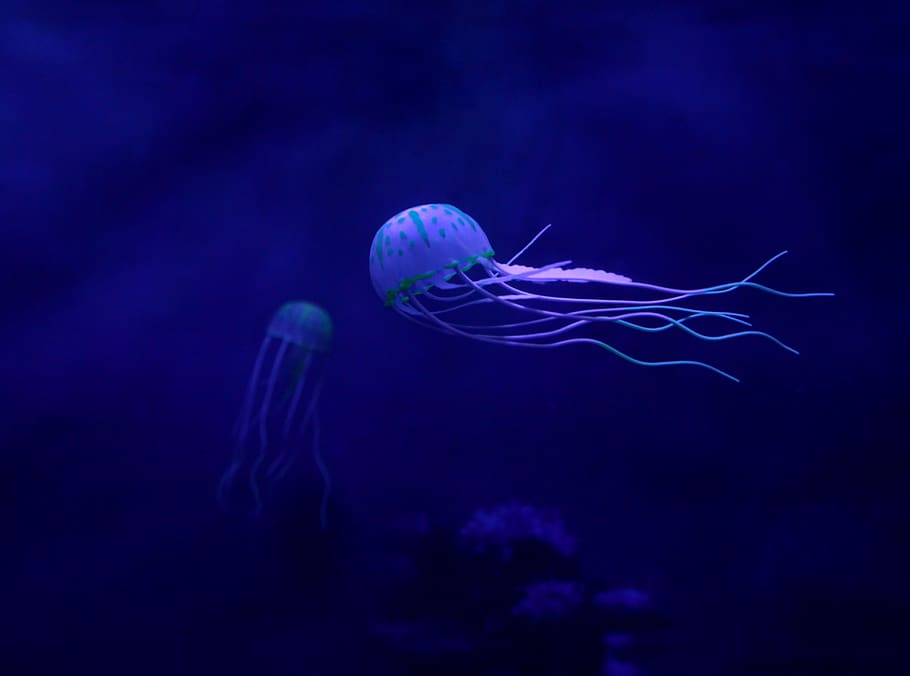 medusa, ocean, underwater, tentacles, jelly, exotic, swimming HD wallpaper